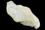 Oreodont (Merycoidodon) Partial Skull - Wyoming #95060-5